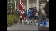 Пингвини станаха помощници на Дядо Коледа в японски аквариум