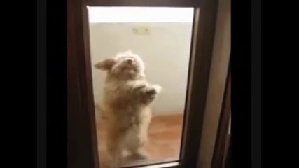 танвуващо куче