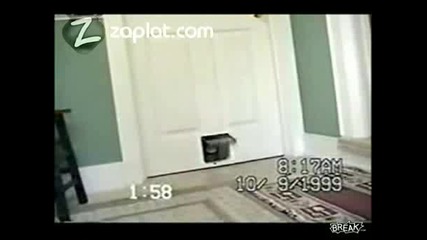 котето си води изненадващо гостенче