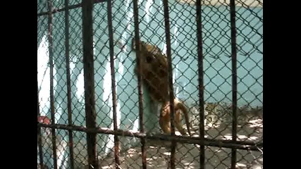 Маймунка шпаклова стената на зоопарка в Ловеч :)