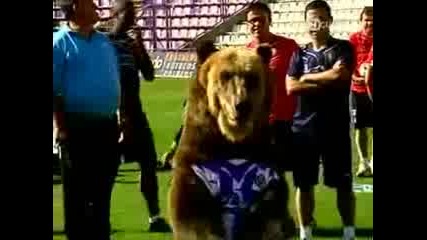 Мечка футболист! Яко смях