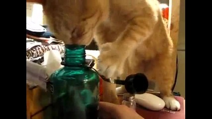 Много смешно котенце ...