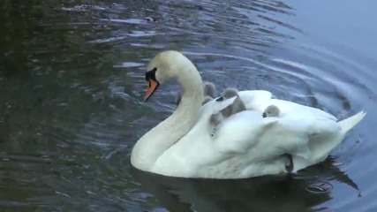 Новоизлюпени лебеди плуват в езеро върху гърба на майка си