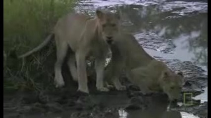National Geographic - Wild Lion Army - Battle To Survive Hd Part 1