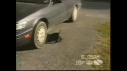куче се опитва да спаси някой под колата