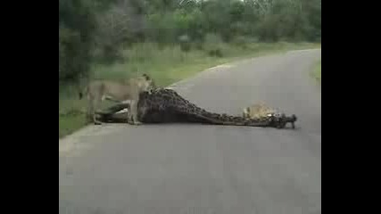 Лъв убива жираф