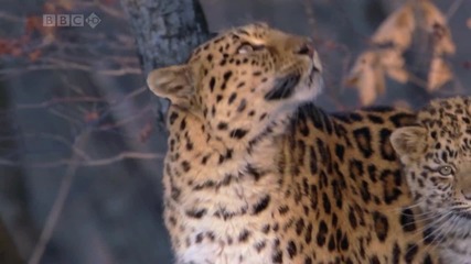 Амурския Леопард 