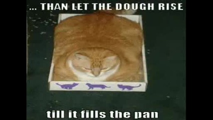 Very Funny Cats 23