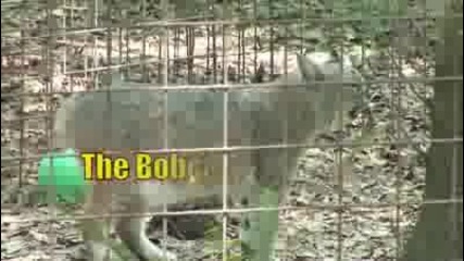 Големите котки