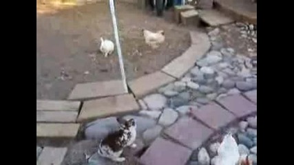 Зайци срещу кокошки - Масов бой хаха