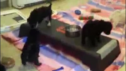 Малки кученца си говорят