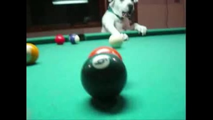 Изумително куче играе билиярд!