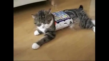 Funny Collection Of Cat Videos