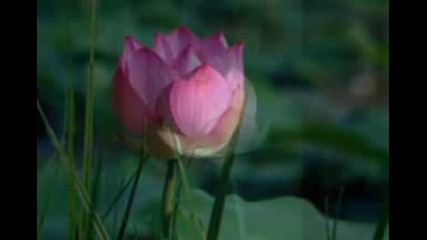 Relax Music and Lotus Spirit