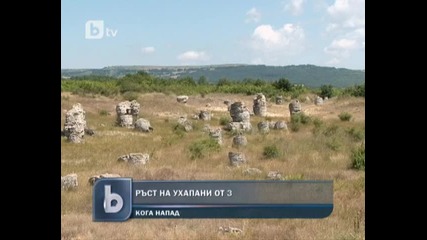 Ръст на ухапани от змии във Варна