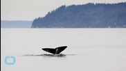 International Whaling Commission Panel Says New Japanese Antarctic Whaling Plan not Convincing