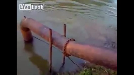 Куче се спасява от нападение на крокодил