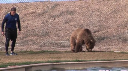 Grizzly Bears Play at Out of Africa Wildlife Park 