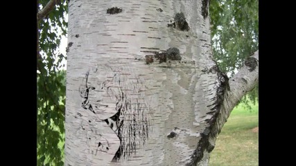 Нашите сълзи няма да те върнат Руми-светла ти памет мило дете!!!