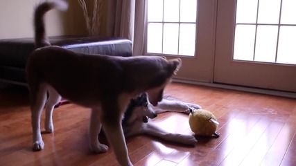 Разговор между Mishka & Laika