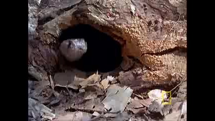 Cobra vs. Monitor Lizard.flv