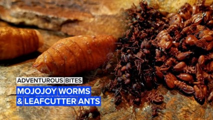 Adventurous Bites: Sate your appetite with worms and ants from the Amazon