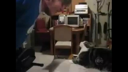 Смъх с котки 1 минута