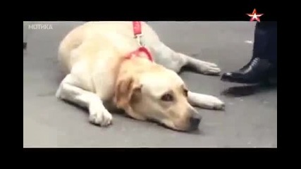 Повторна среща на сляпа жена с нейното куче водач