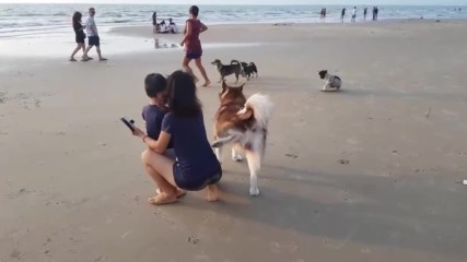 Много смях !!! Куче опика жена на плажа