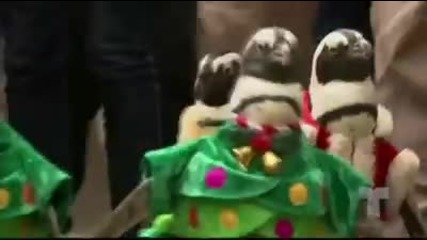 Пингвини облечени като Дядо Коледа