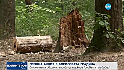 Маркират опасни дървета в София