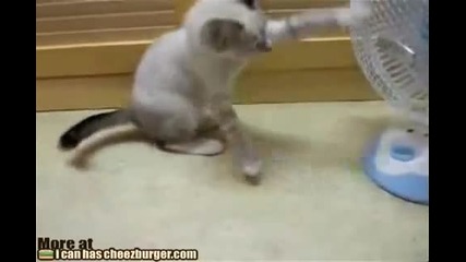 Коте vs Вентилатор