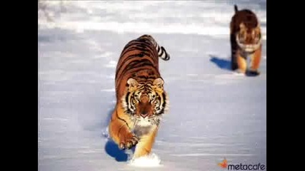 Тигри