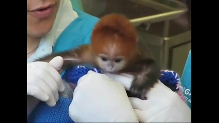 Elke the four - day - old Francois Leaf - Monkey 
