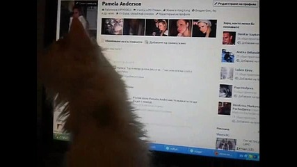 Котенце гледа момичета във Facebook !