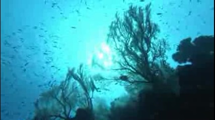 A Coral Reef Lagoon (hd) 