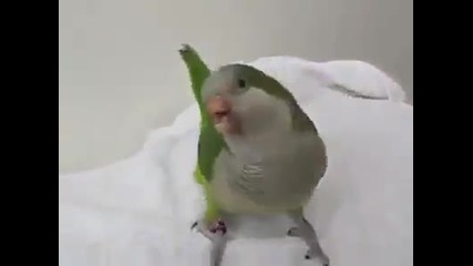 Папагал се смее заразително