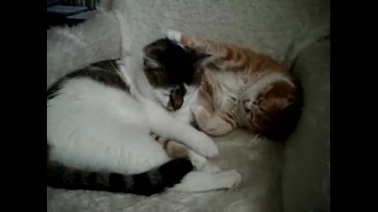 Мили котарачета