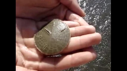 sanddollar