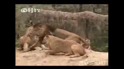 Тигър се бие със Лъв