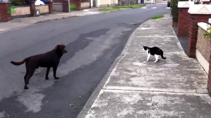 Котки Сдухват Кучета - Забавна Компилация