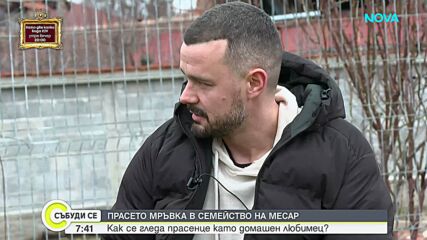 Необичайният домашен любимец на един месар: Историята на прасенцето Мръвка