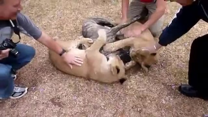 Приятелство между две лъвчета и куче