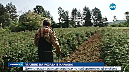 Започва розоберът в Казанлък - обедна емисия