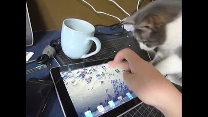 Котка си играе с Ipad