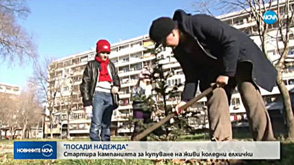 Стартира благотворителна кампания за купуване на живи коледни елхички