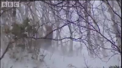 How to Stalk a Deer - Japans Secret Wilderness - Bbc 