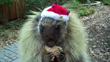 Merry Christmas - говорещ таралеж