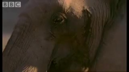 Meet the elephant calves of the Namib Desert - Bbc animals 