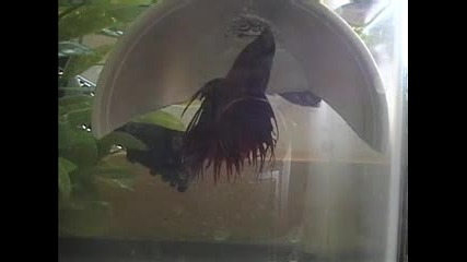 Betta Spawn